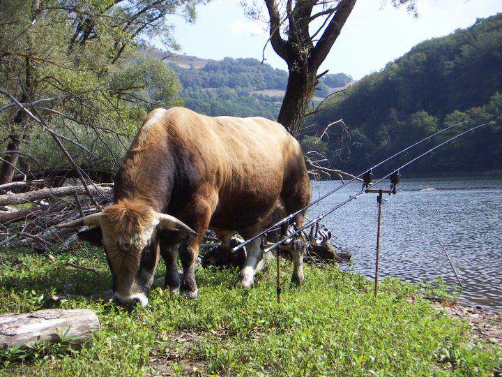 Atentie,imagini socante +18 - 5265134422077325292691514985162n.jpg